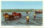 Seining with Horses