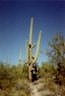 Saguaro cactus, Arizona